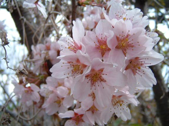 サクラ（桜）